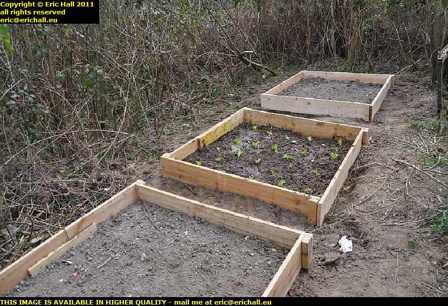 planting lettuce raised beds gardening les guis virlet puy de dome france