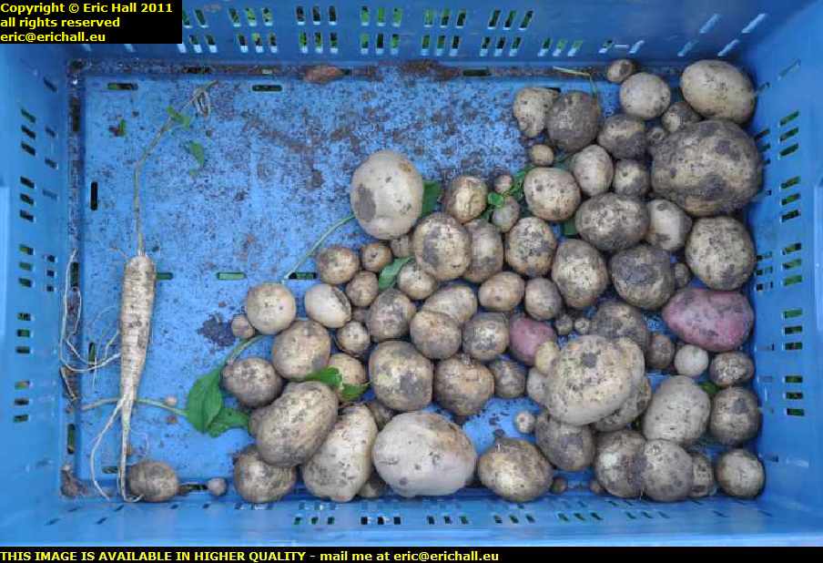 home grown potatoes les guis virlet puy de dome france