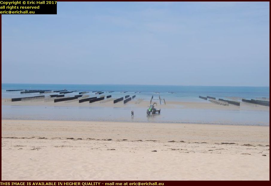 oyster beds domville les bains manche normandy france