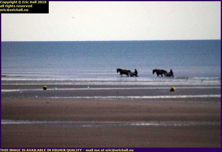 trotting horses exercising plage de cabourg beach normandy france