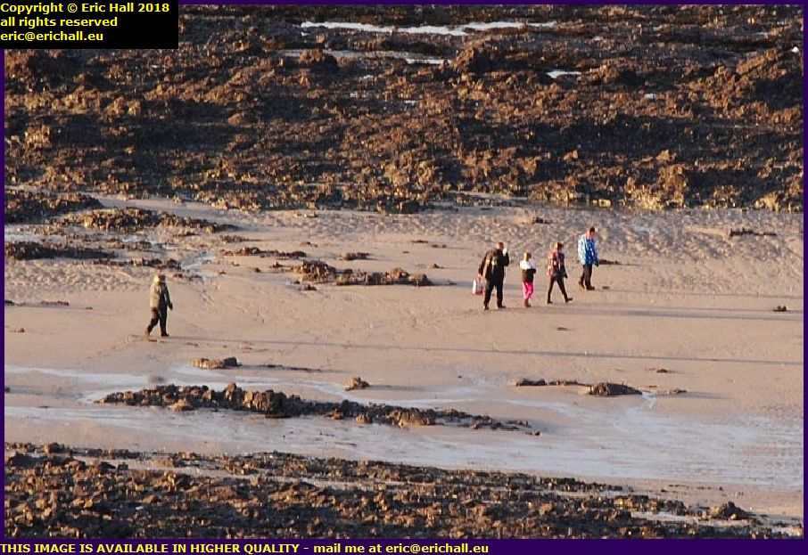 people on beach gathering shellfish pointe du roc granville manche normandy france