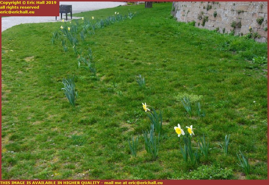 daffodils place maurice marland granville manche normandy france