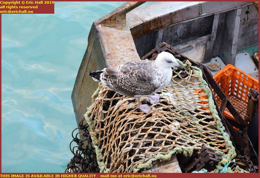 seagull port de granville harbour manche normandy france