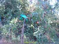 welcome to Les Guis, 2002