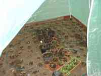 Les Guis Virlet Pionsat France Renewable Energy tomato plants
