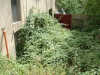 Les Guis Virlet Pionsat France Renewable Energy overgrown house