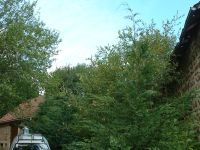 Les Guis Virlet Pionsat France Renewable Energy tall conifer