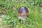 mushroom growing at side of footpath les guis virlet puy de dome france stand alone renewable energy farm solar panels wind turbines copyright free photo royalty free photo