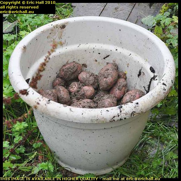 home grown potatoes les guis virlet puy de dome france